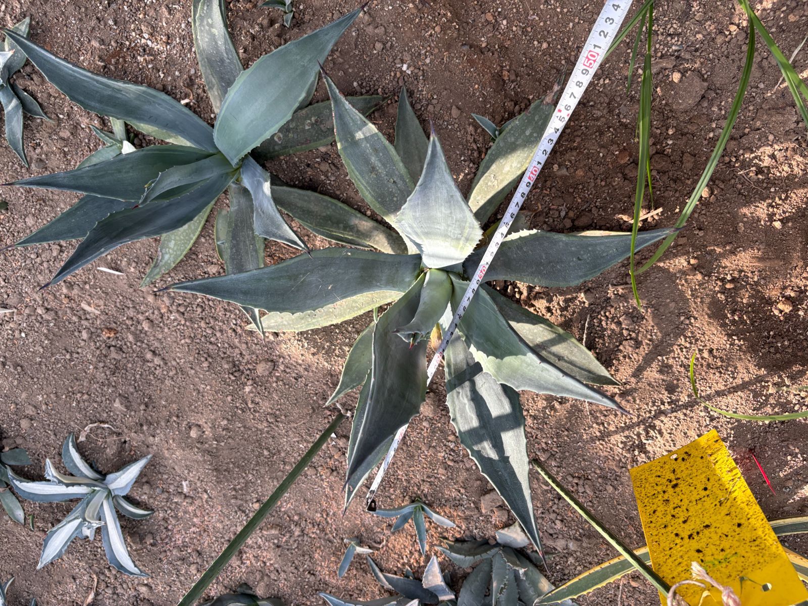 アガベ パリー 吉祥天 ホーチエンシス あきさま専用 三点セット