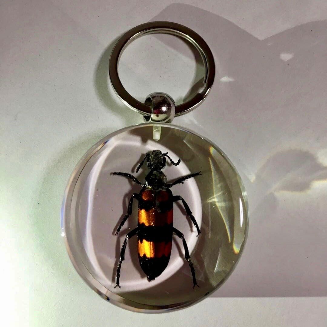昆虫キーホルダー 立体昆虫キーホルダー（全6種） – INSECT SHOP KMY