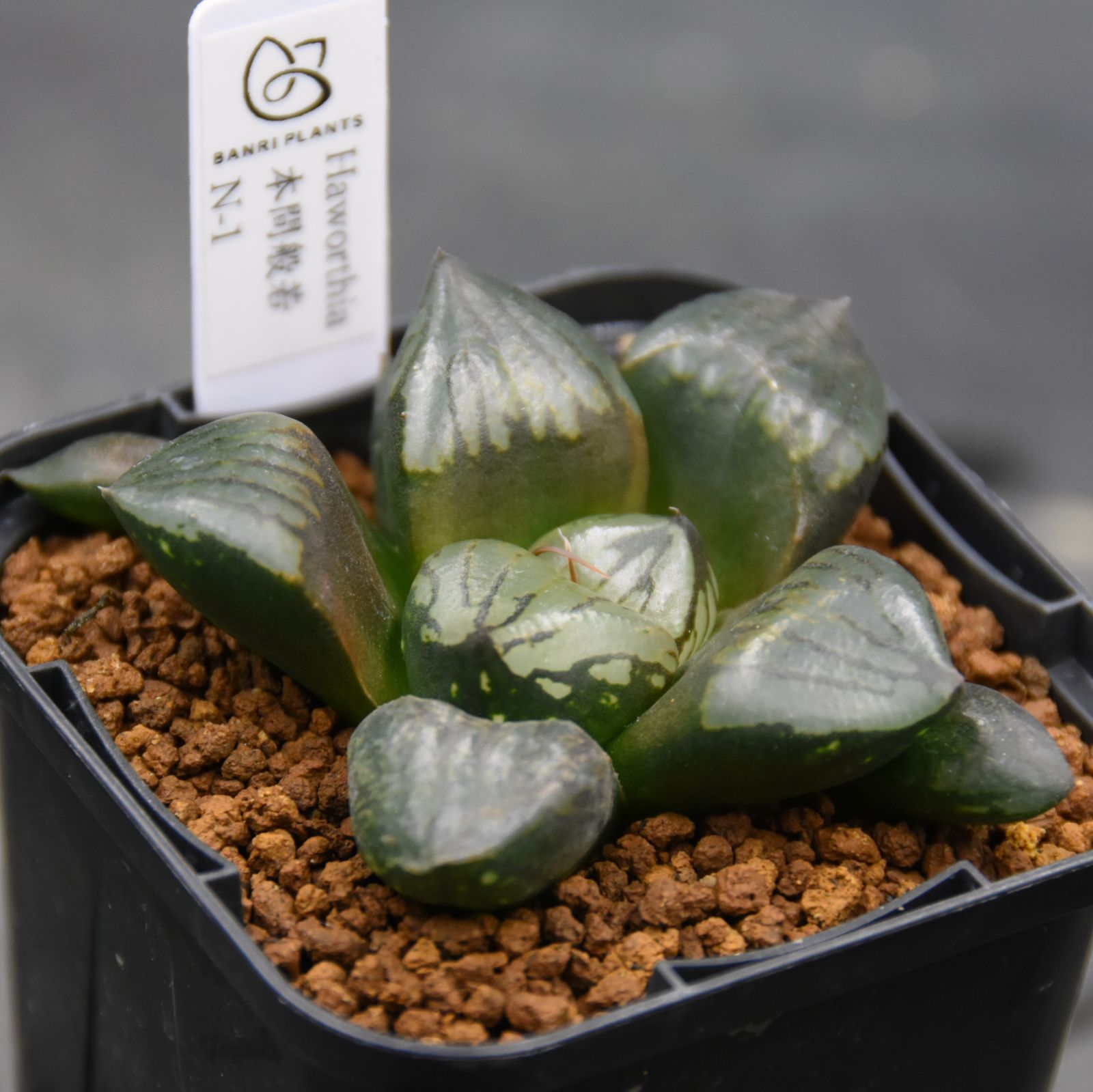 BP』ハオルチア 本間般若 N-1 - メルカリ