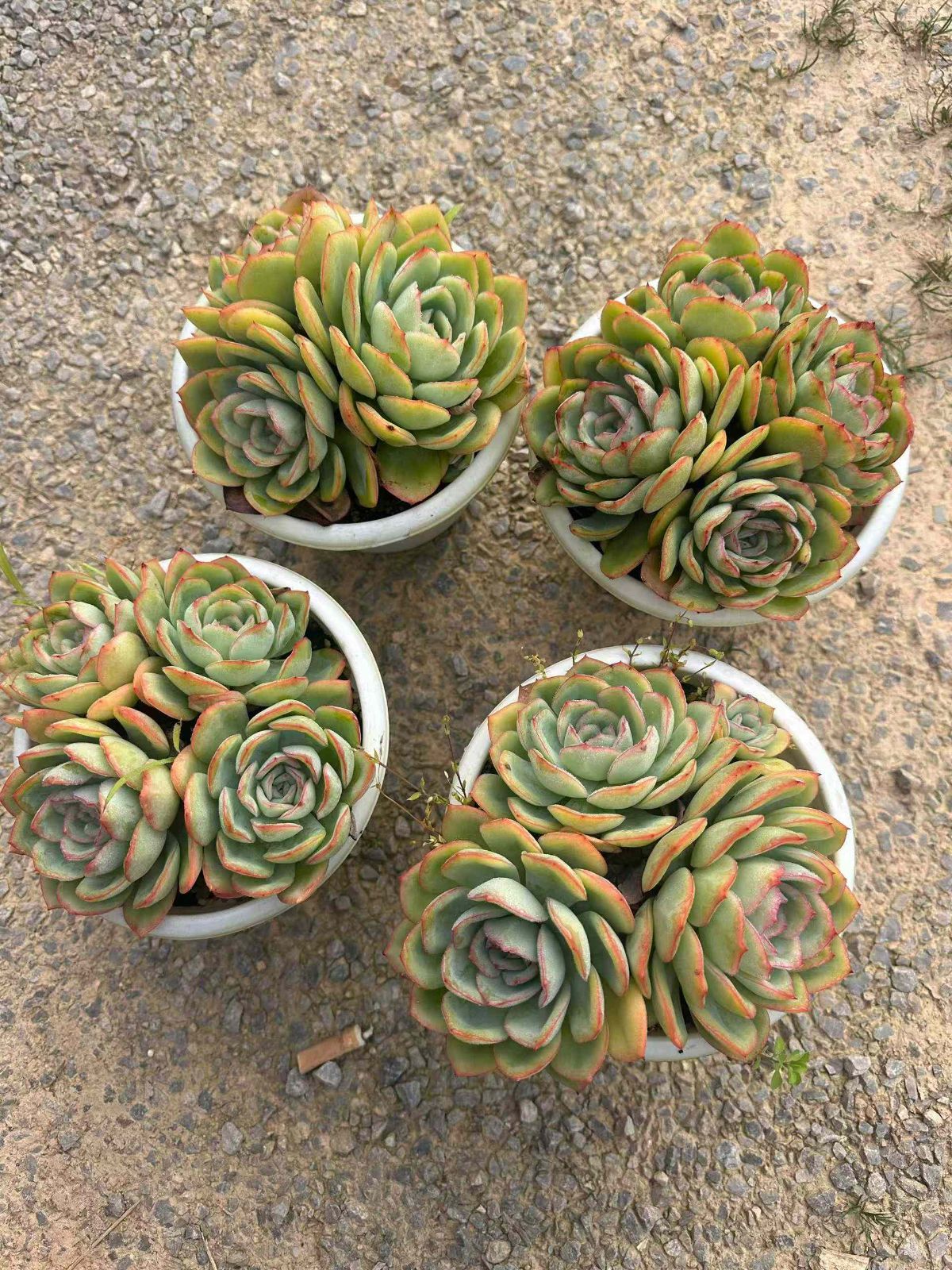 エケベリア 韓国苗