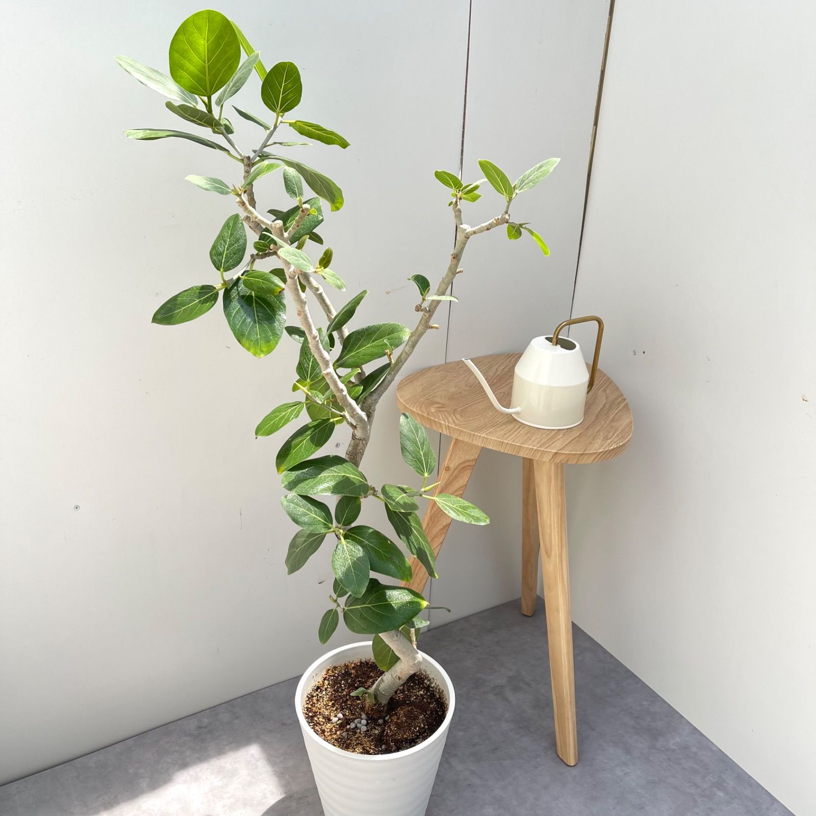 観葉植物