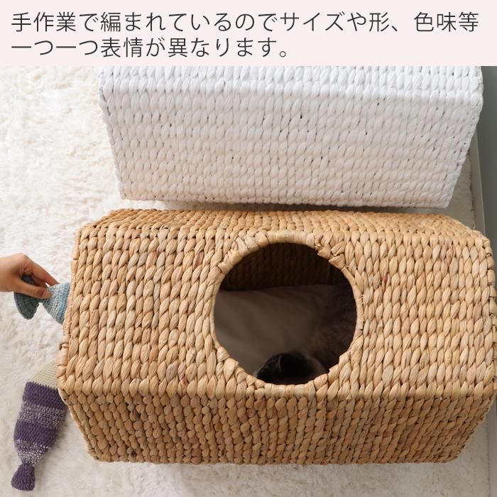 小型犬