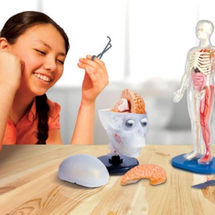 【未使用】立体解剖模型4D 立体パズル　3つセット Amazon.co.jp: 人体解剖模型 立体パズル 4D HUMAN Anatomy 雄性
