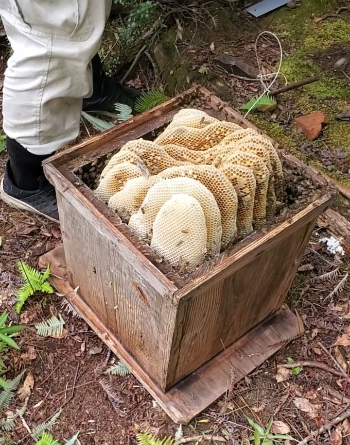 ーー 天然