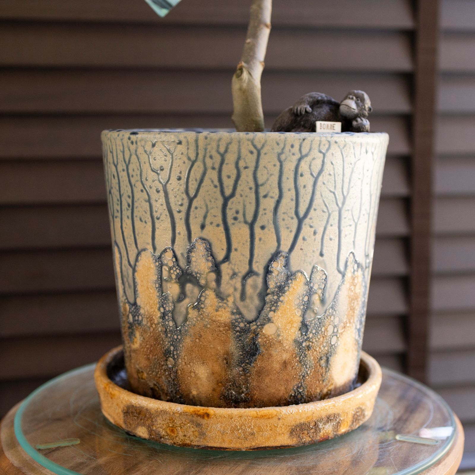 創樹 オリーブ Olive セントキャサリン 6号 陶器鉢 盆栽 SOUJU St