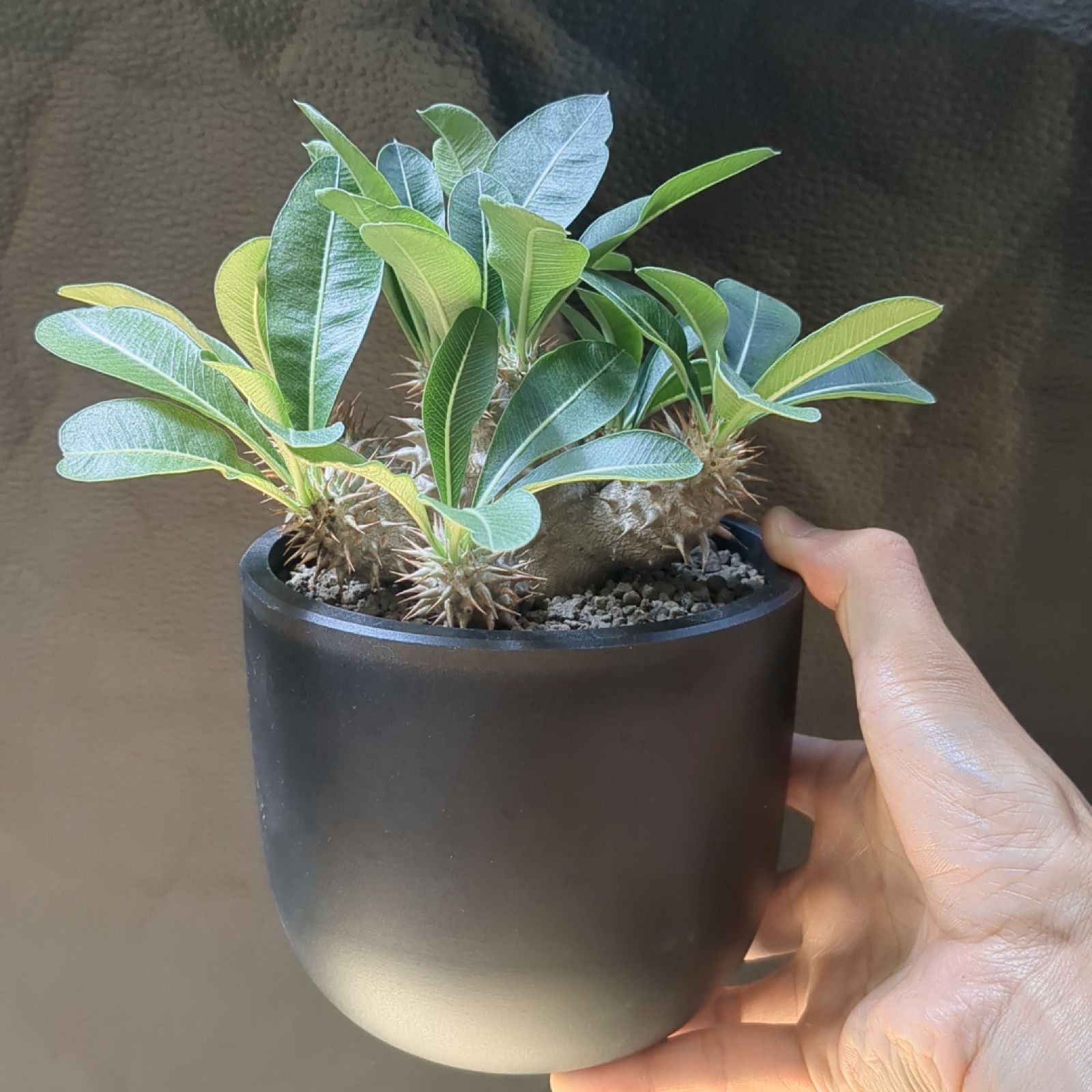 パキポディウム 恵比寿大黒【 現物 】鉢のまま発送 - メルカリ