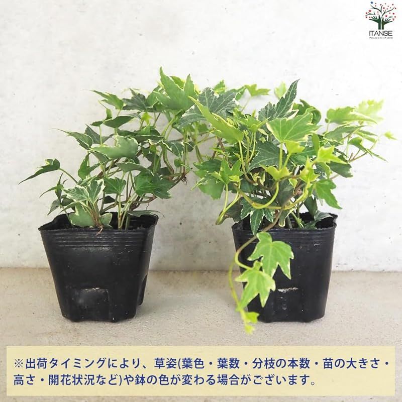 12個セット 品種で選べる