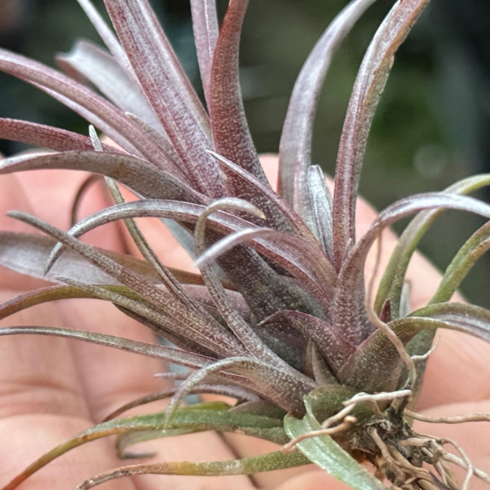 チランジア カピタータ ドミンゲンシス Tillandsia capitata var