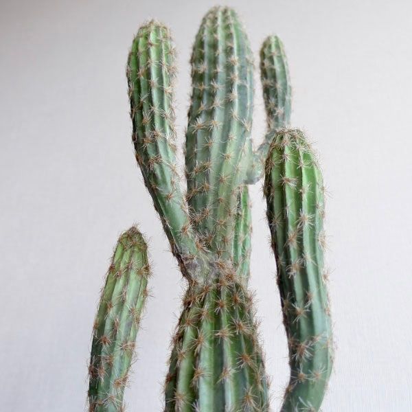 カクタス 多肉植物