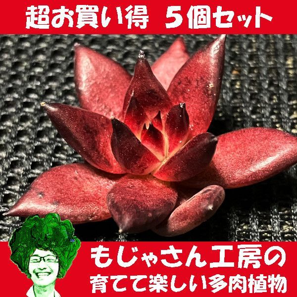 【もじゃさん工房】エケベリア ロメオルビン カット苗 5個セット 多肉植物-0