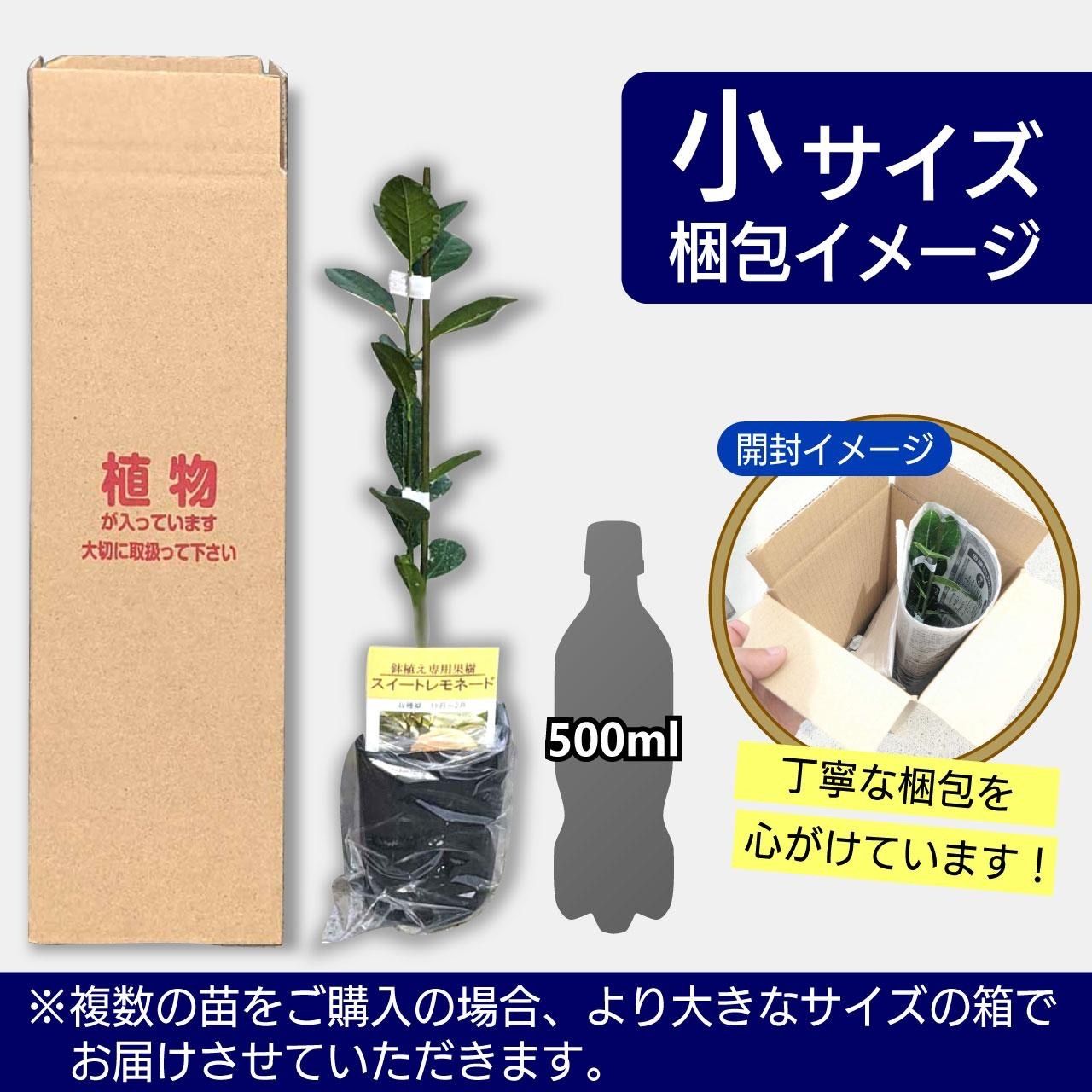 温州みかん 宮川早生 9cmポット 1年生 接木 柑橘 苗木 果樹 家庭