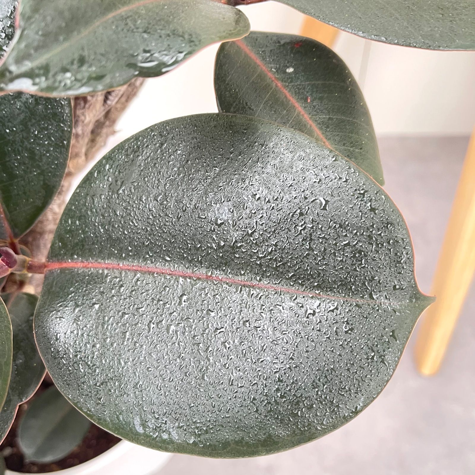 フィカス バーガンディ