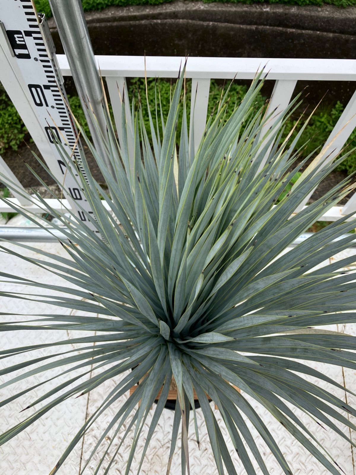 ユッカ　マルデヌベス　ver.ロスト① ユッカ マルデヌベス ver.ロスト① ユッカ マルデヌベス ver