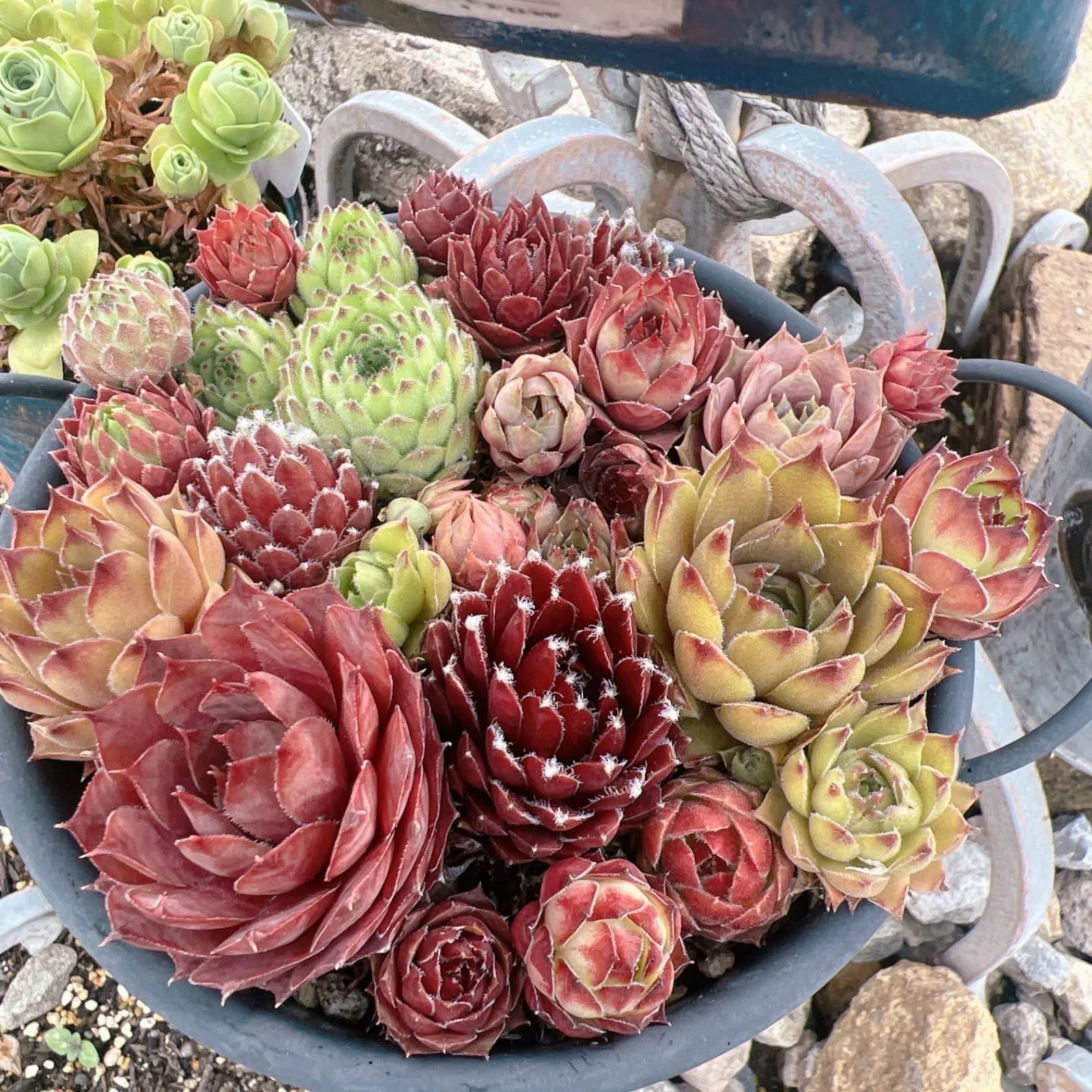 センペルビウム 寄せ植えセット - メルカリ