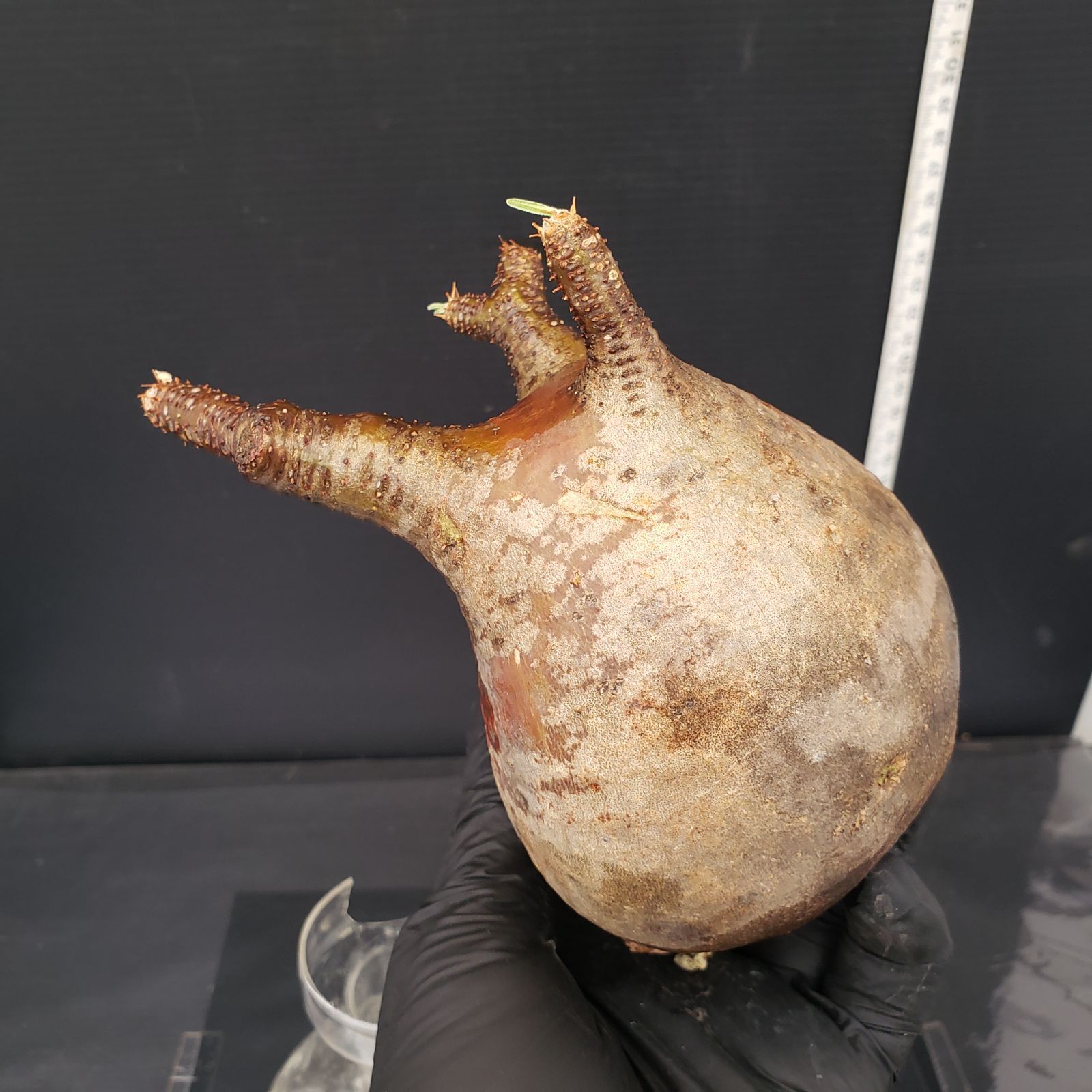 M577【最新到着】Pachypodium グラキリス（S）（現地球・抜き苗