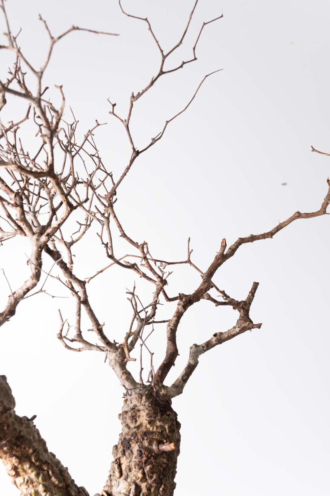 MP173 オペルクリカリア パキプス コーデックス ベアルート株