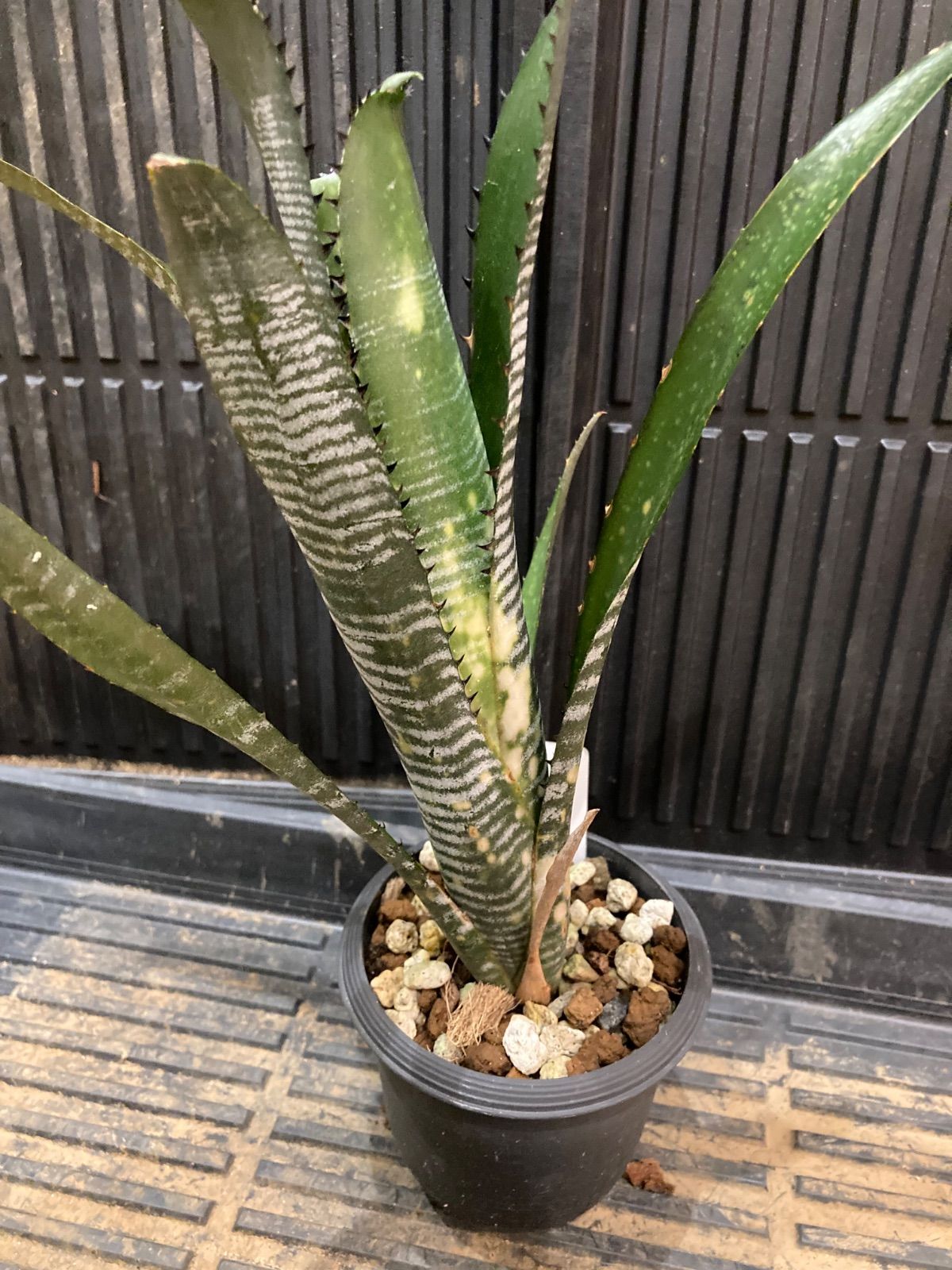 ビルベルギア Billbergia vittata 'Domingos Martins ' - メルカリ