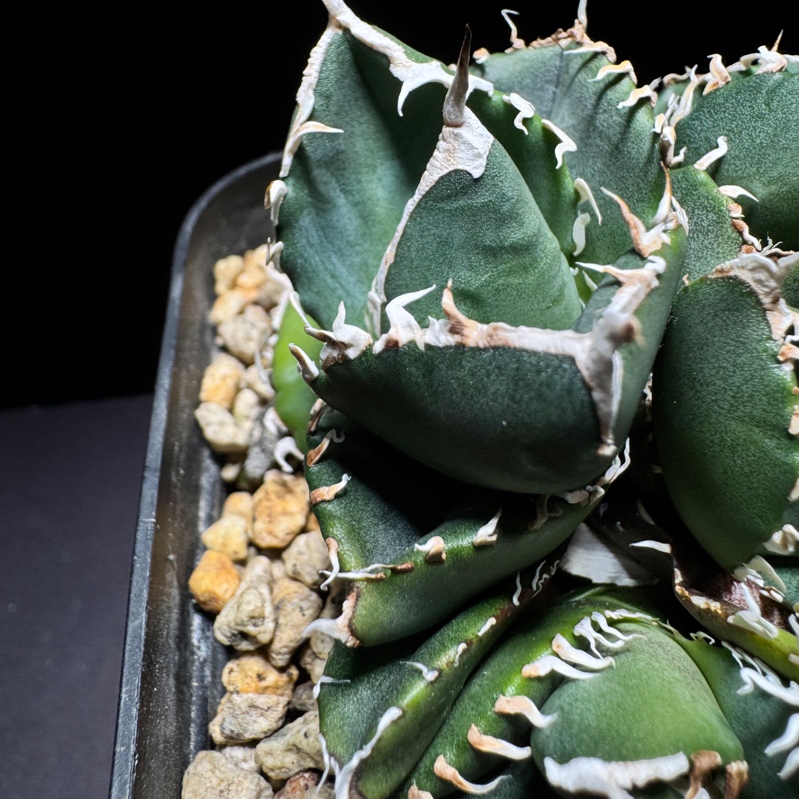 アガベ チタノタ OSP株 Yahoo!オークション - 【AGAVE TITANOTA OSPさん株】アガベ