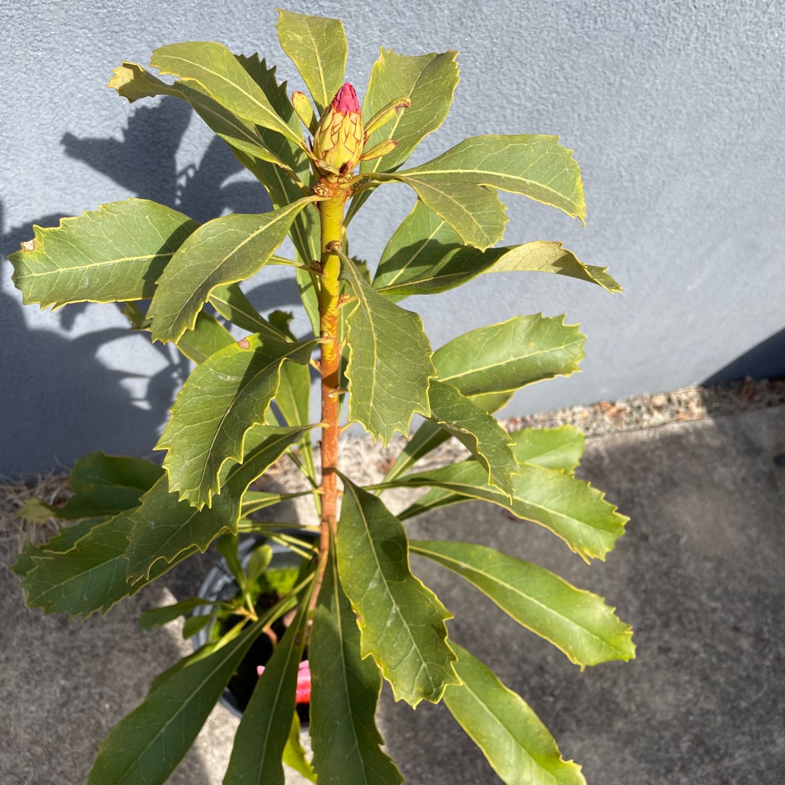 テロペア エンチャンテッドレッド 7号 1F オージープランツ