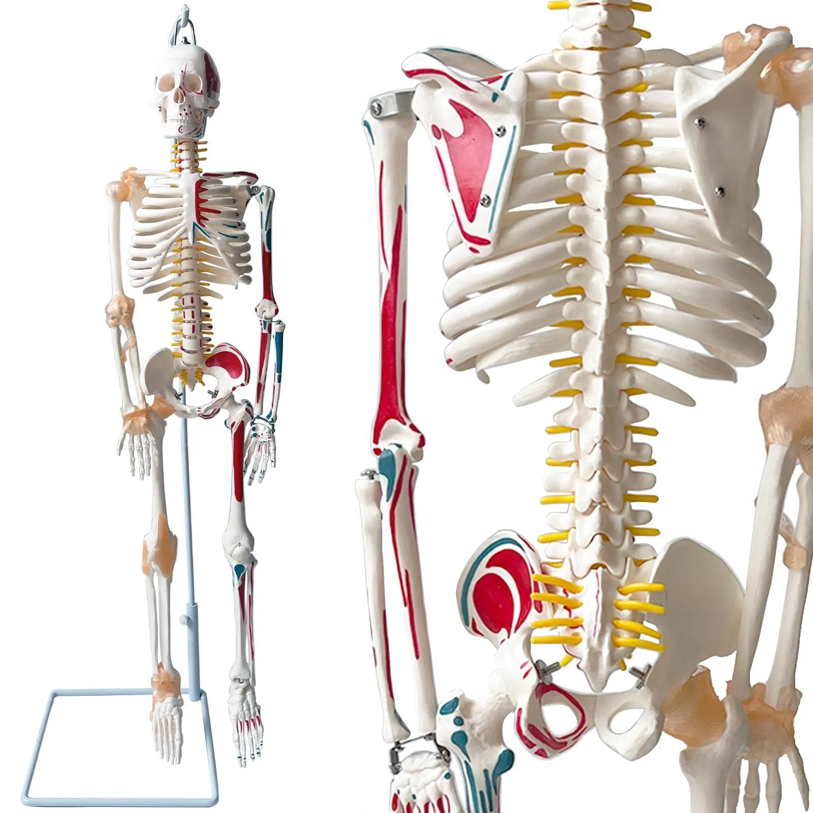 脊椎模型 約70cm 骨格標本 人体模型 カイロ 整体 整骨院 鍼灸 2026年最新】