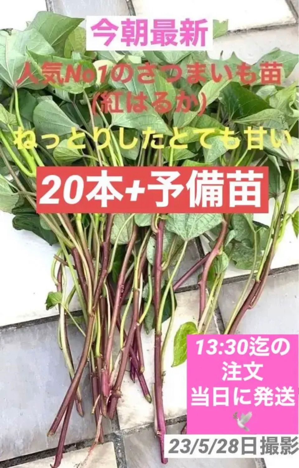 大人気のさつまいも苗[ねっとりしたとても甘いのが特徴]紅はるか/100本 大人気のさつまいも苗[ねっとりしたとても甘いのが特徴]紅はるか