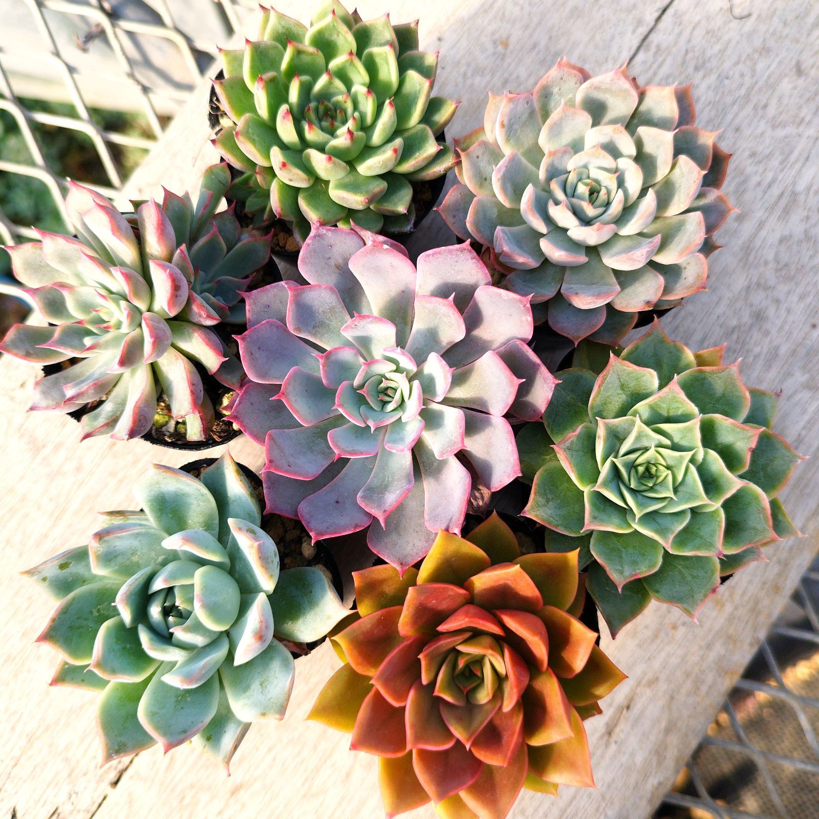 45980⇒￥35980 着物の日月間セール 栗山工房銀通し紅型鞄