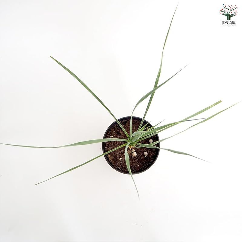 ロストラータの青みが濃い個体を選抜した品種 放射状に広がる