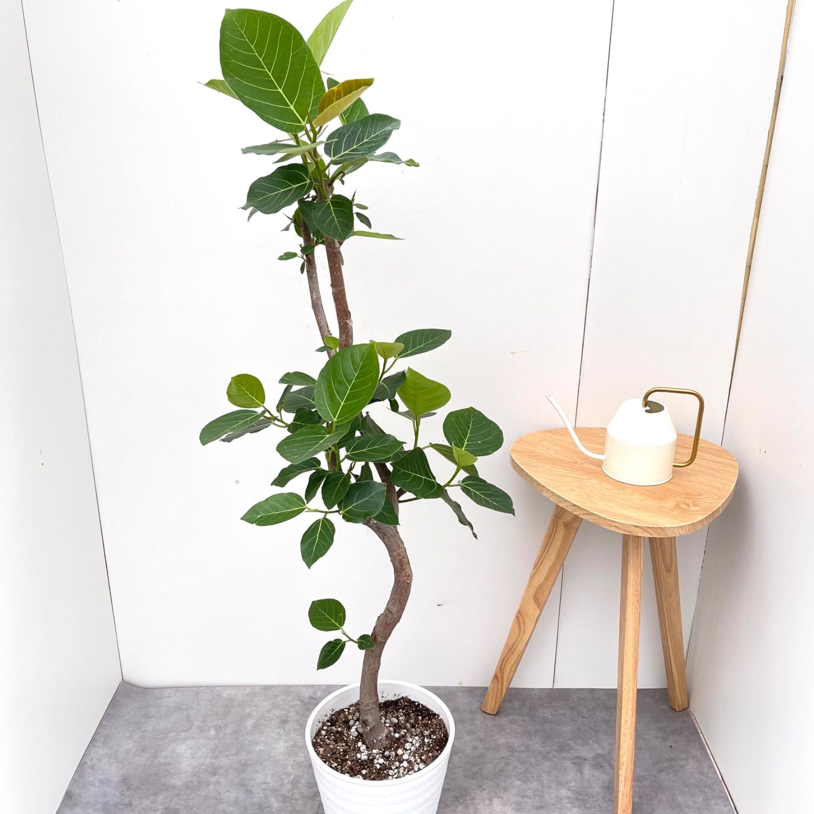 フィカス グランディス 7【現品】観葉植物 室内 大型 フィカス ゴムの