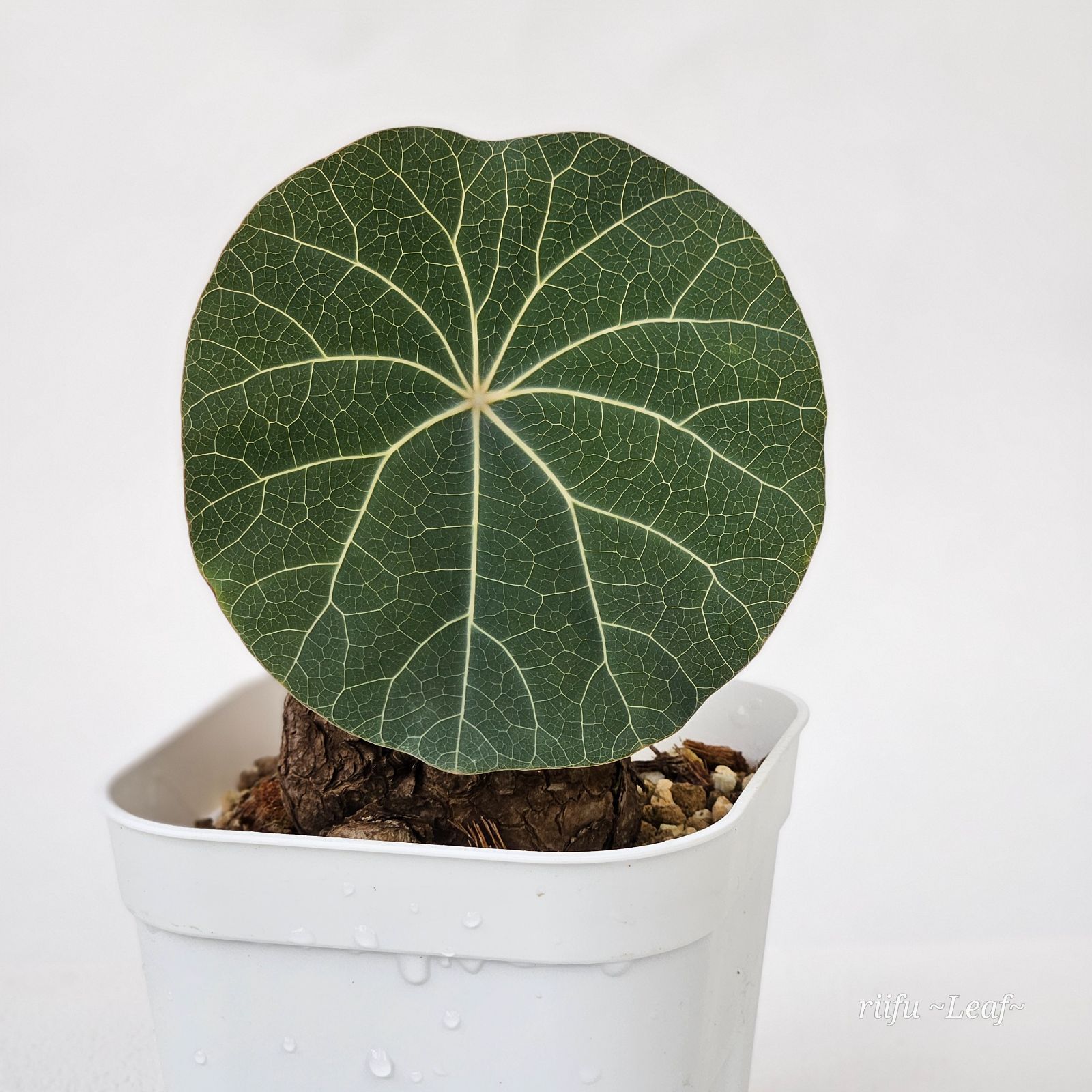 【極美株/塊根植物】ステファニア カウィーサキー　セレクト株　発根未確認 極美株/塊根植物】ステファニア カウィーサキー セレクト株 発根