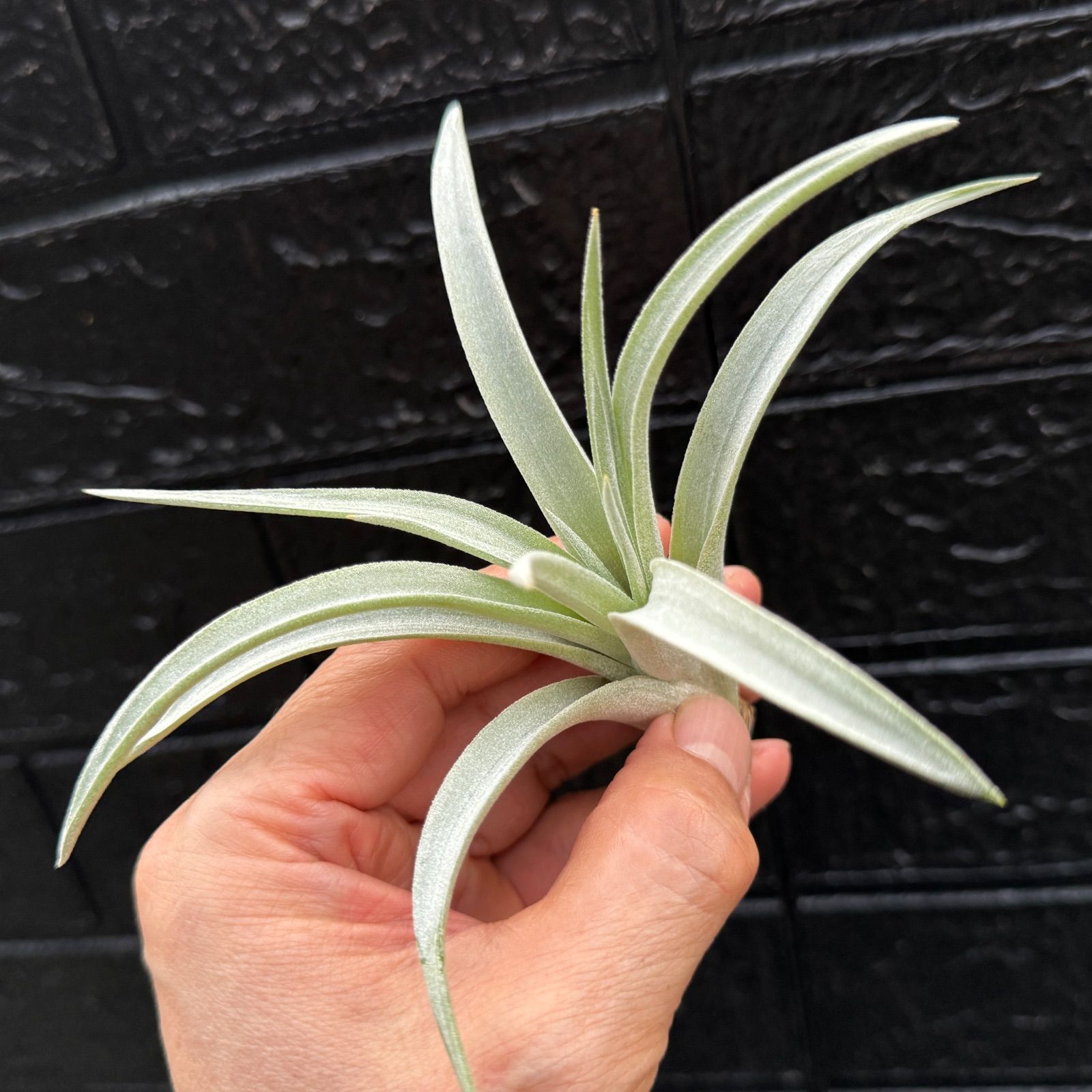 チランジア ハリシー×(キセログラフィカ×ブラキカウロス) Tillandsia