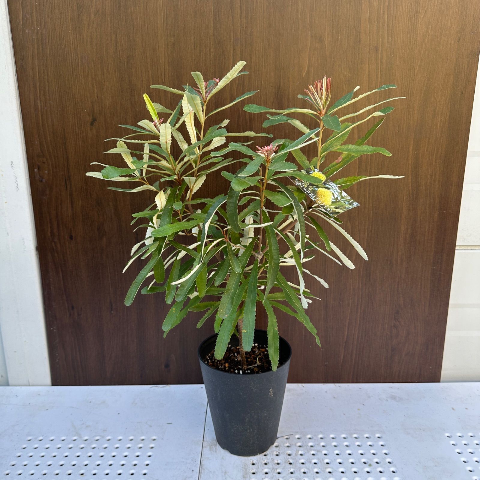 Brock 微生物学 初版 本 室伏きみ子 関啓子 オーム社 生物 科学