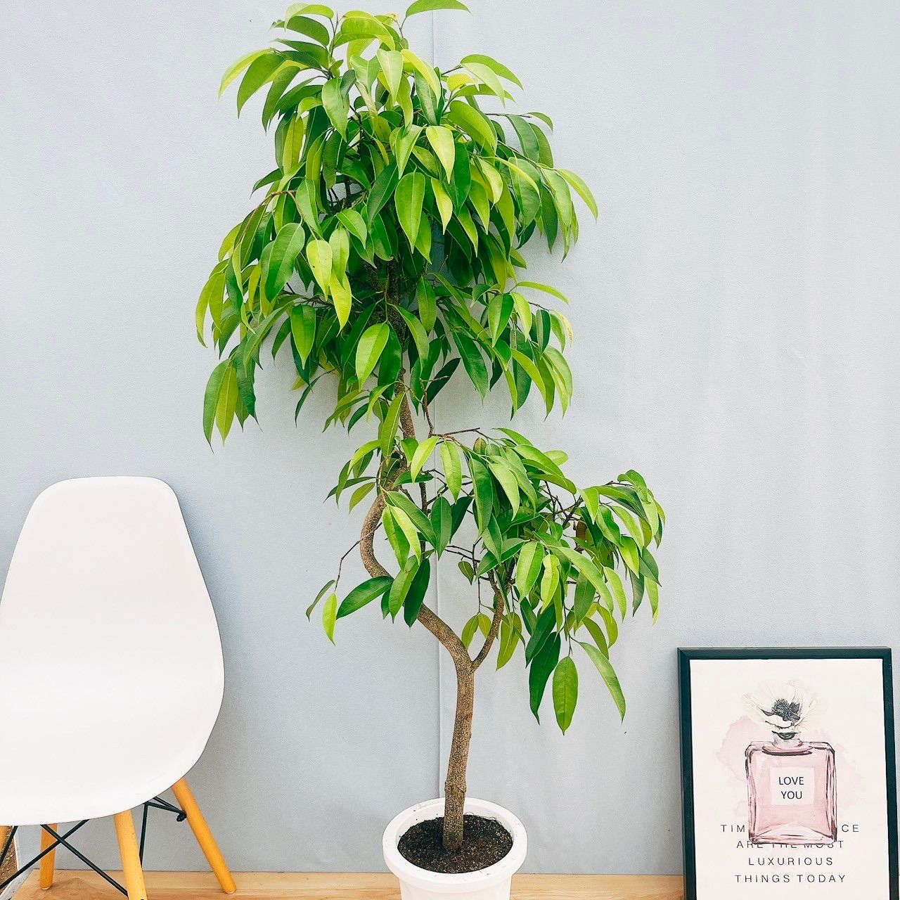 フィカス　アムステルダムキング　 曲がり ゴムの木　観葉植物　シンボルツリー Amazon｜観葉植物 フィカス アムステルダムキング 8号 曲がり