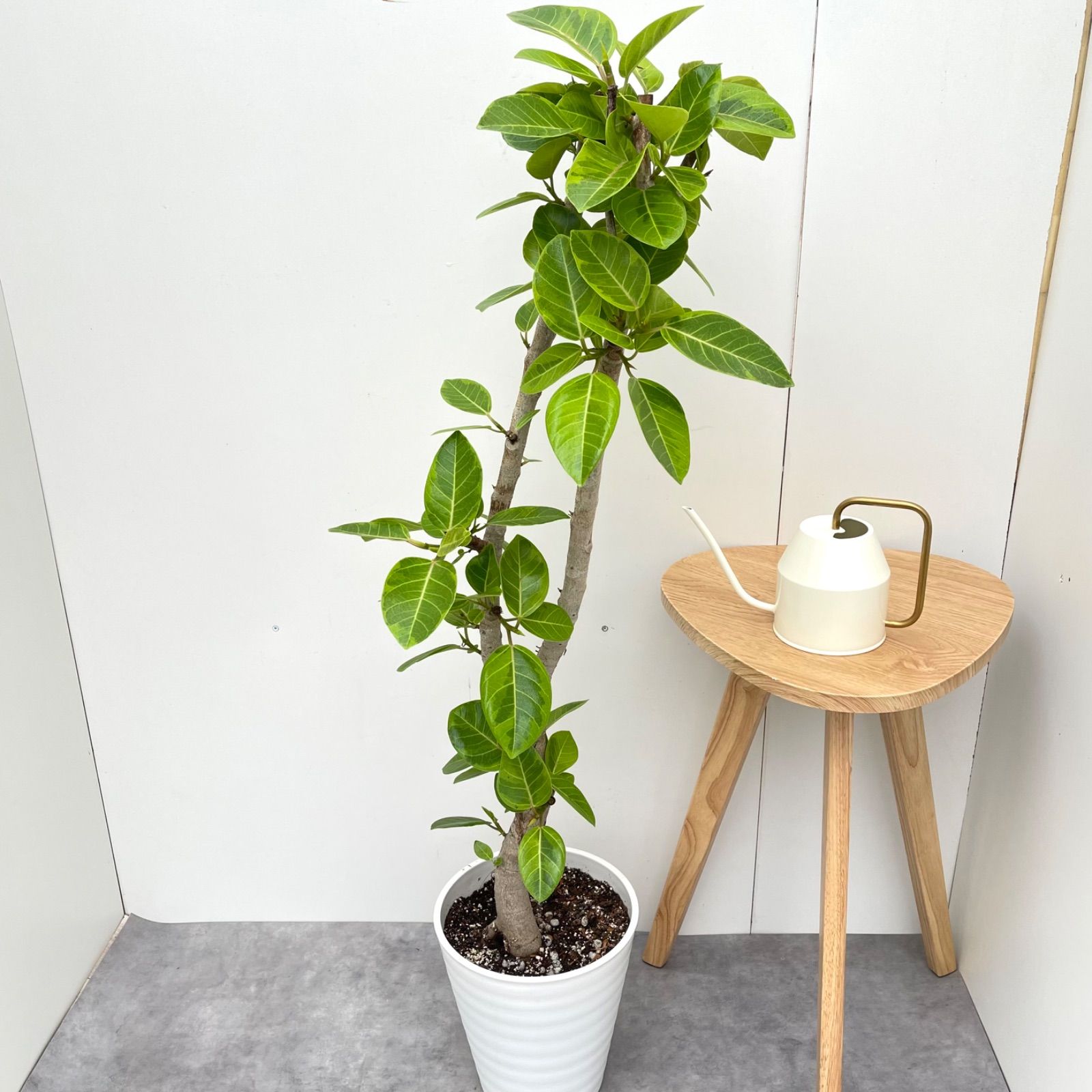 フィカス アルテシマ 曲がり 17 現品 観葉植物 室内 大型