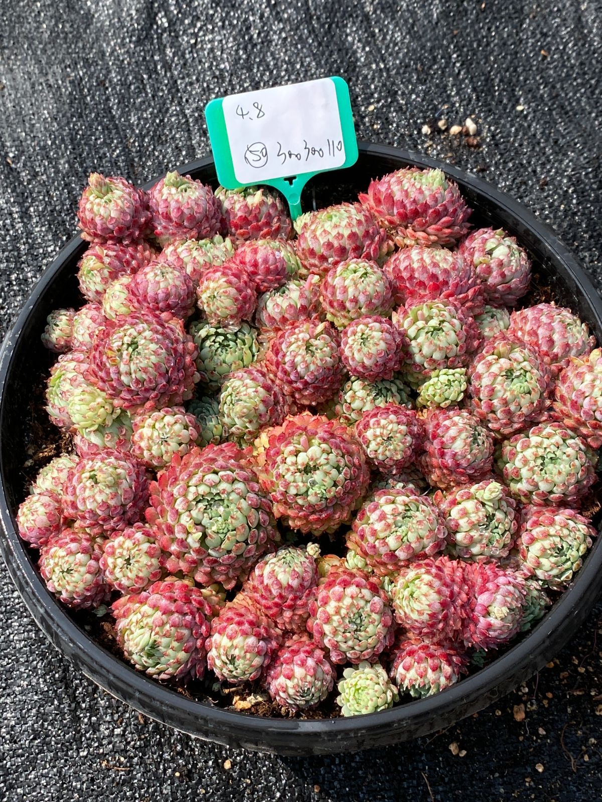 男*屋様 K1135 ヴィンセント・カトー 50株 多肉植物 抜き苗 エケベリア