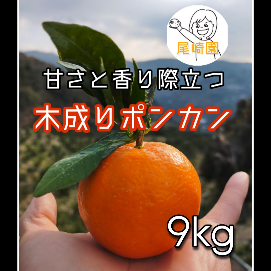 小玉ポンカン9Kｇ - 果物