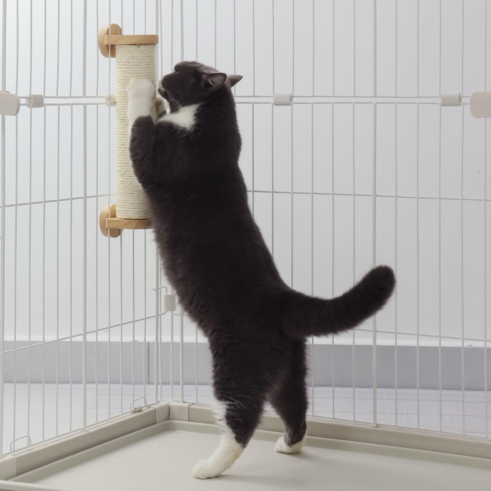 猫壱