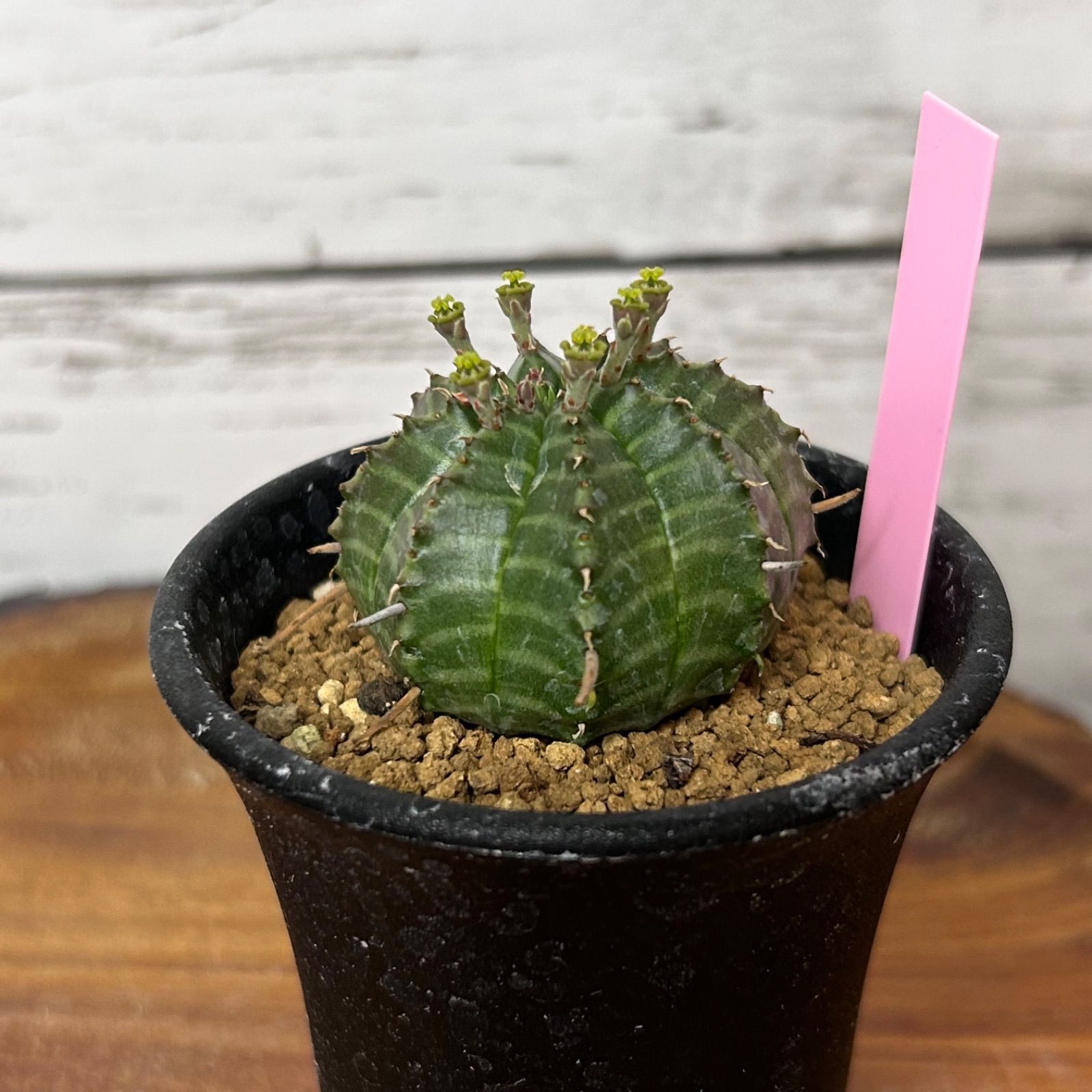 ユーフォルビア バリダ 雄雌ペア 4cm超え サボテン 多肉植物