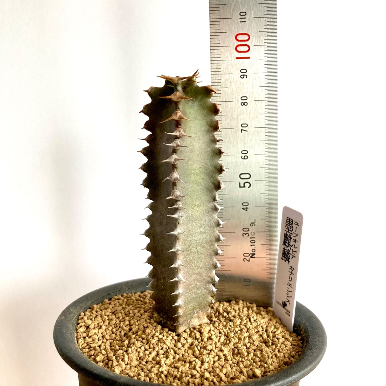 ユーフォルビア カナリエンシス 墨麒麟 / 塊根植物 コーデックス
