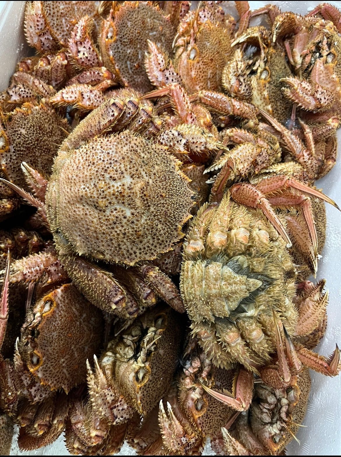今シーズン初物　三陸産金華山沖　浜茹でボイル冷凍　堅毛蟹　1kg 今シーズン初物 三陸産金華山沖（水深150〜200m） 浜茹でボイル