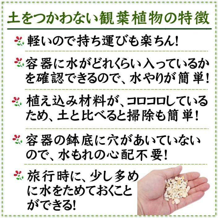 土を使わないで清潔なミニ観葉植物 パキラとサンスベリア