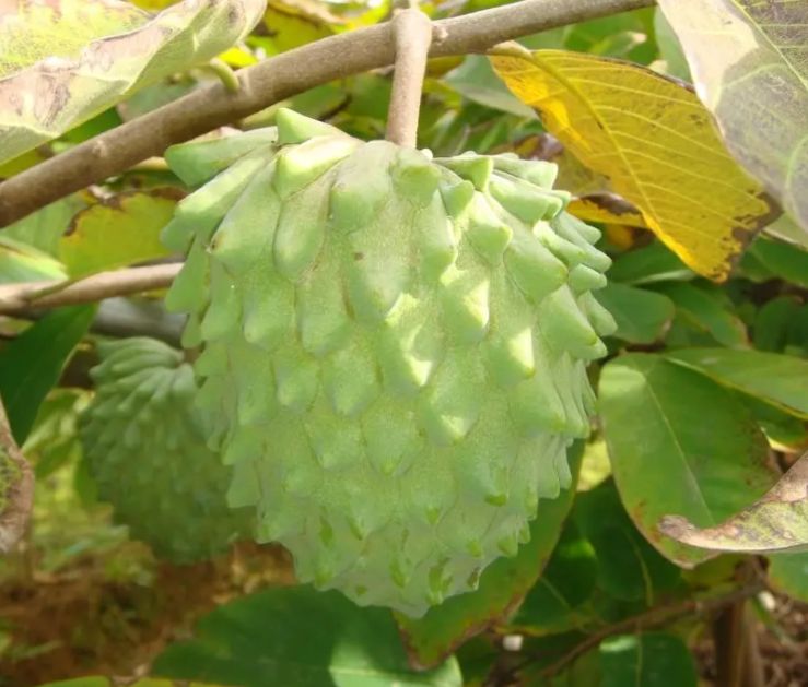 アテモヤ苗3鉢 3鉢3840円→2840円 チェリモヤxバンレイシ(釈迦頭