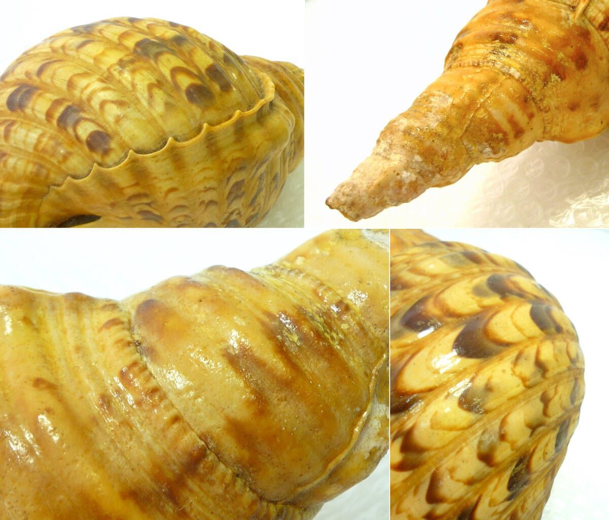 法螺貝 ほら貝 ホラ貝 長さ33㎝ 魔除け 山伏 修験 神具 仏具 美