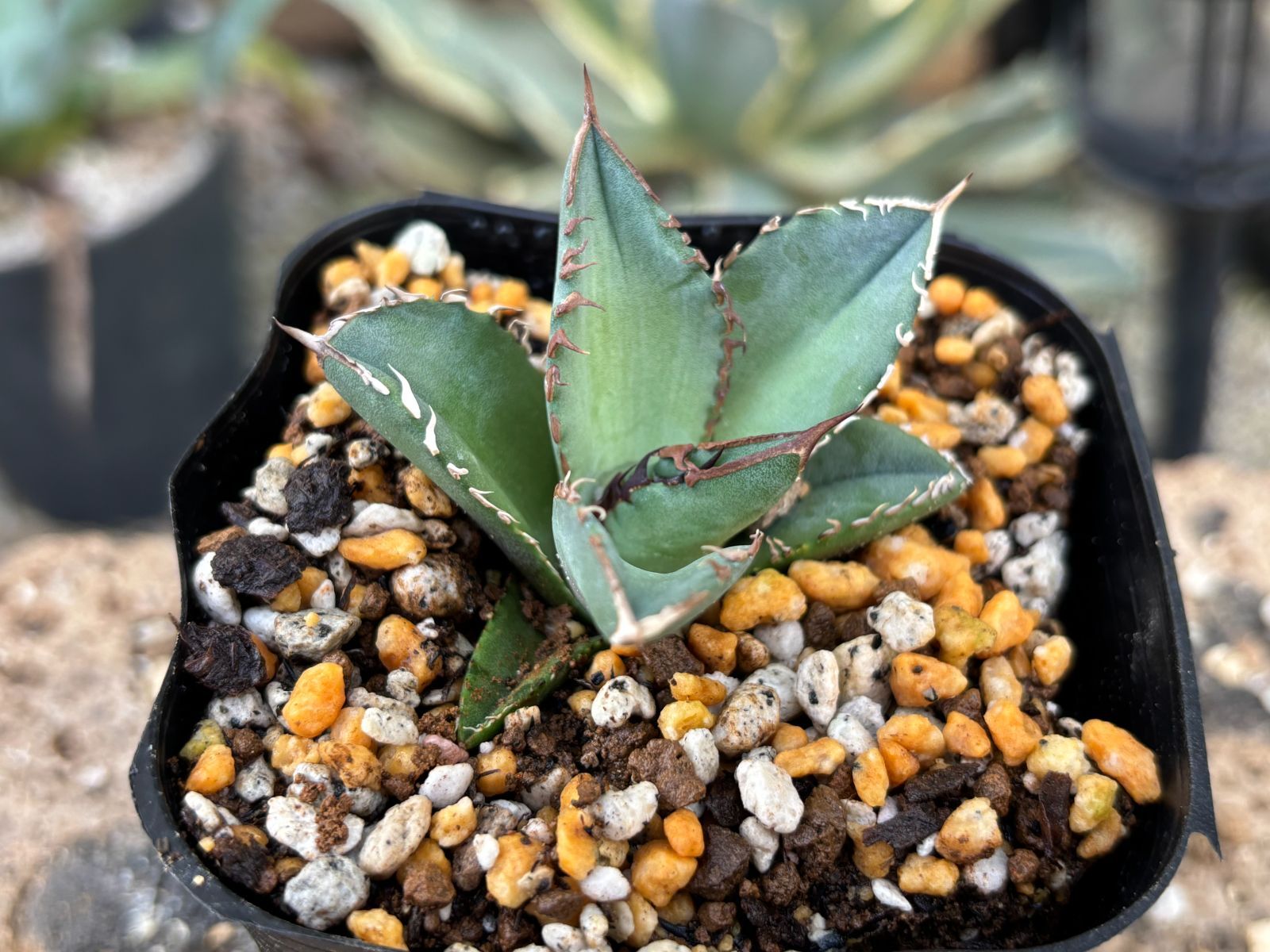 アガベ　チタノタ　dennis040 【年末セール】② Dragon Agave産》アガベ チタノタ 'DENNIS 040'｜台湾アガベ、中株1点