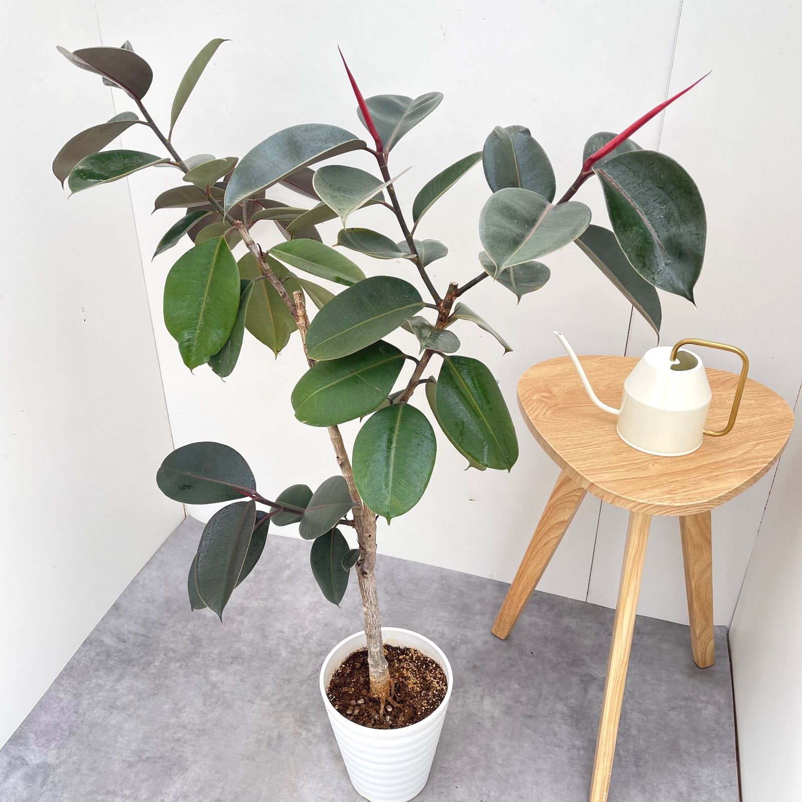 現品］3番 フィカス バーガンディ 曲がり 7号 観葉植物 大型 室内