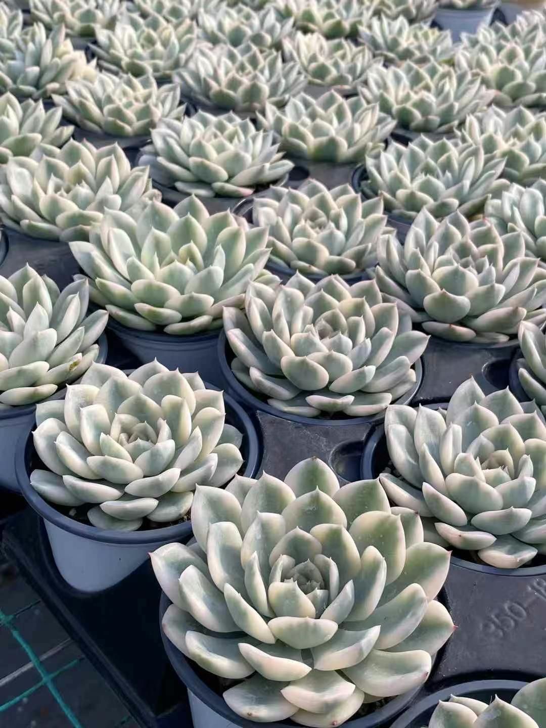 ホワイトムーン 抜き苗 エケベリア 多肉植物 多肉植物 抜き苗