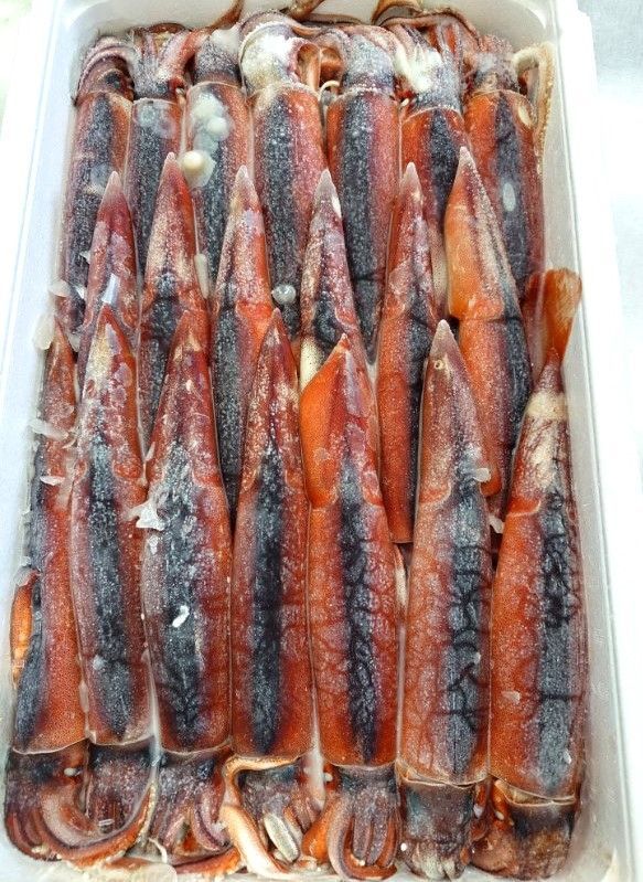 するめいか