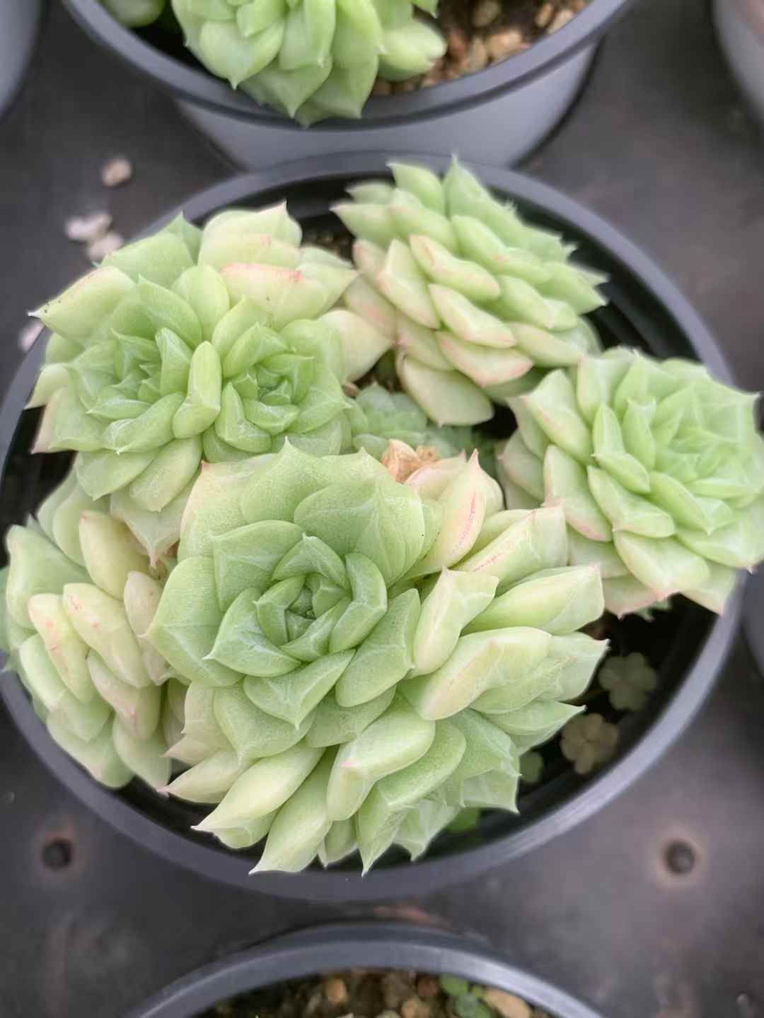 ステキ‼️ 多肉植物(韓国苗) エケベリア白月影(多頭)❣️ カット
