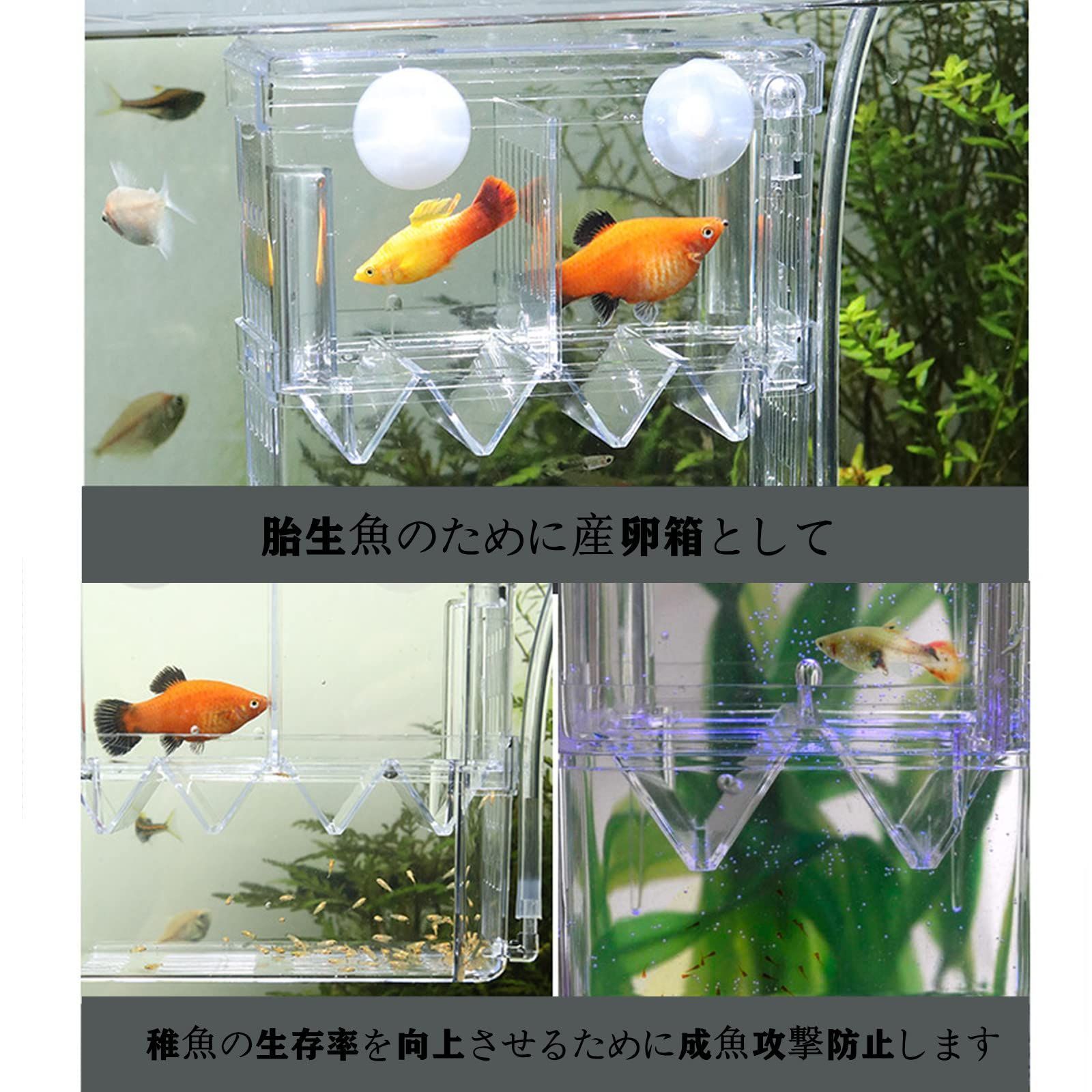 新品 水槽 魚卵 孵化 飼育 安全 魚 大容量 稚魚保護 育成用 攻撃を防ぐ 多機能産卵箱 透明 エビメダカ孵化産卵箱 2段式2箇所  水族館アクセサリー 繁殖隔離ボックス 取り付け簡単 酸素接続口付き Hitasi L - メルカリ