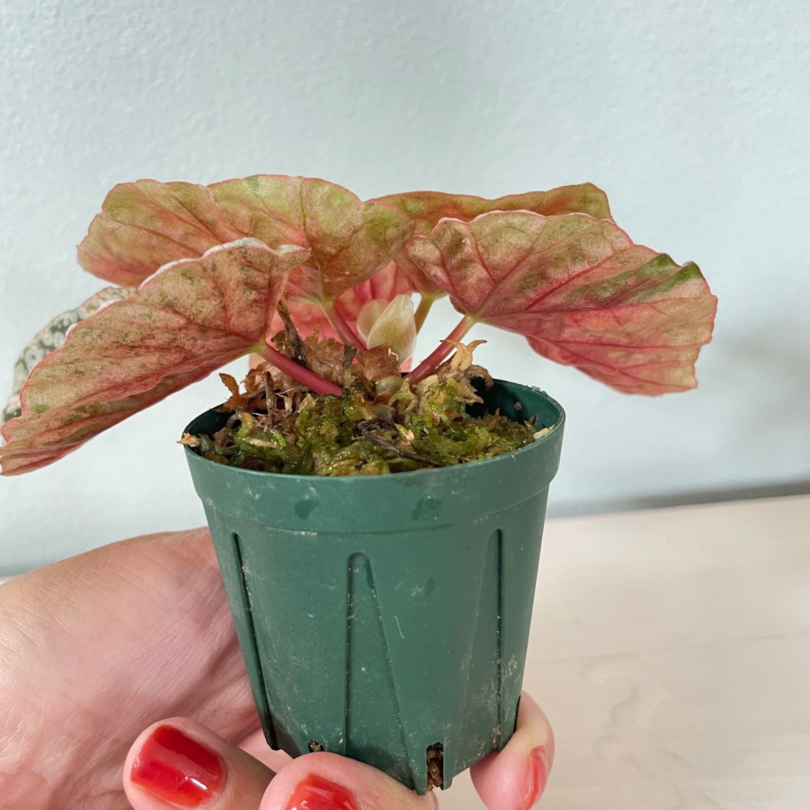 Begonia  Capped 斑入り ベゴニア スノーキャップド ベゴニア スノーキャップド 斑入り Begonia Snow capped variegated