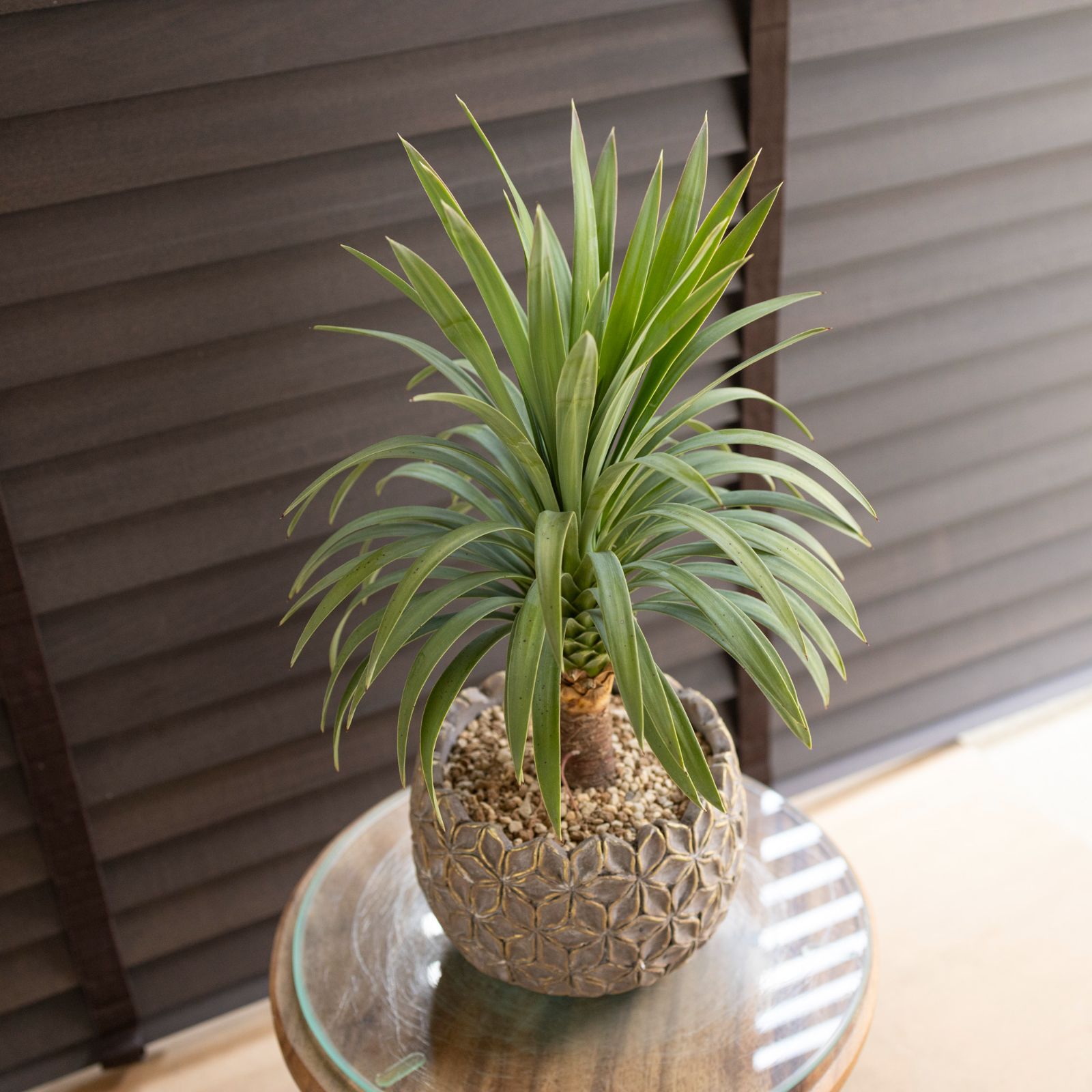 ユッカ デスメティアーナ Yucca Desmetiana ヤシ 幹立ち 5号 陶器鉢 0820GG